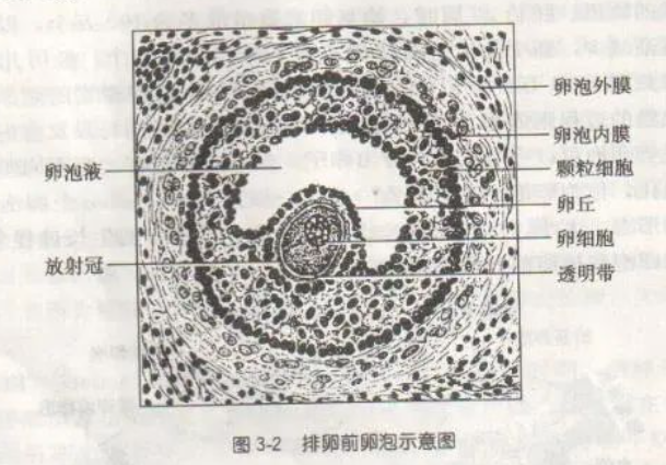 卵泡发育不良真的会影响受孕吗？.jpg